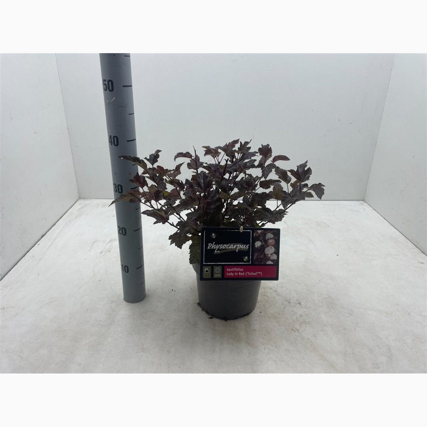 Smällspirea – Physocarpus opulifolius 'Lady in Red'® - C3